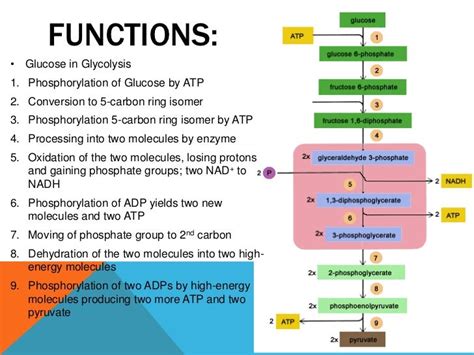 GLUCOSE