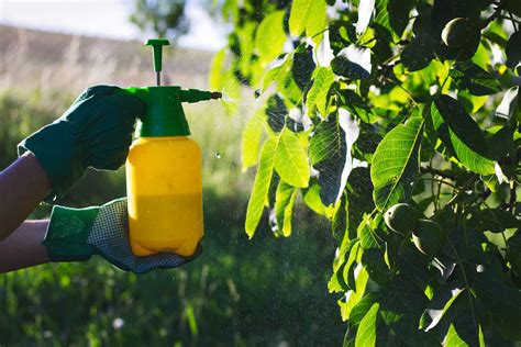 Homemade Organic Pesticide for Vegetables