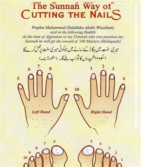 My-Sweet-Islam: Sunnah-Way-of-Cutting-Nails