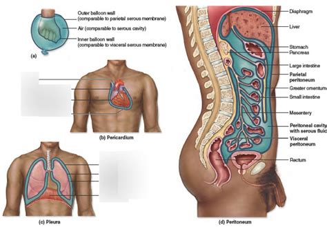 1.4 serous membranes Diagram | Quizlet