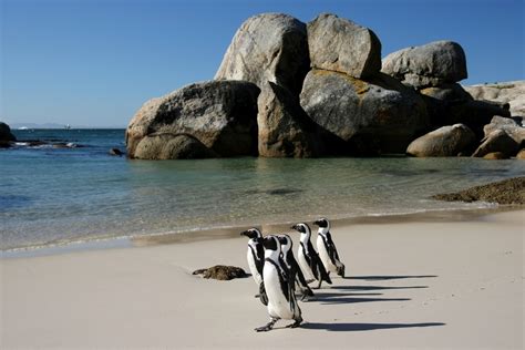 Top Cape Town Beaches to enjoy | Cape Town Travel Guide