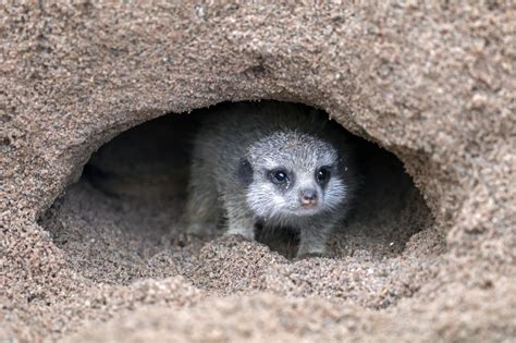 26 Burrowing Animals With Pictures You Need to See Right Now - Animal Sake