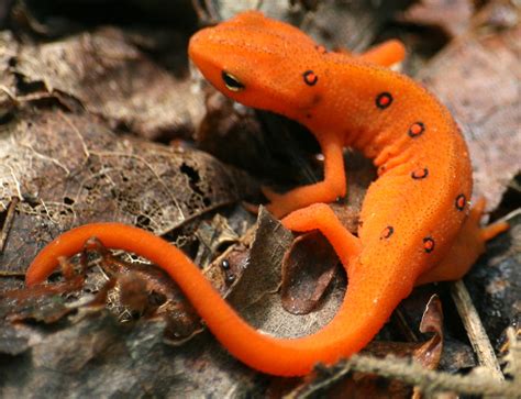 Eastern Newt wallpapers, Animal, HQ Eastern Newt pictures | 4K ...