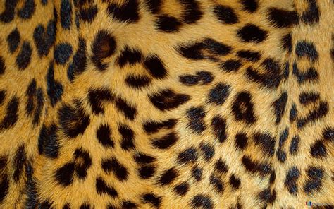 🔥 [40+] Leopard Skin Wallpapers | WallpaperSafari