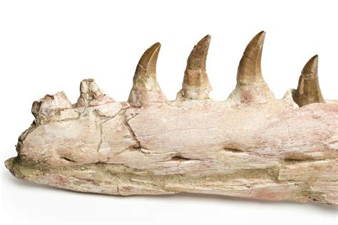 25" Mosasaur Jaw with Eleven Teeth - Morocco (#225340) For Sale ...