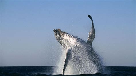 Crocodile Ambush Photos - Cameramen Who Dare - National Geographic ...