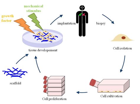 Tissue engineering - Wikipedia