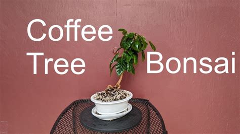 A Proper Coffee Tree Bonsai - Raised from Cutting - YouTube