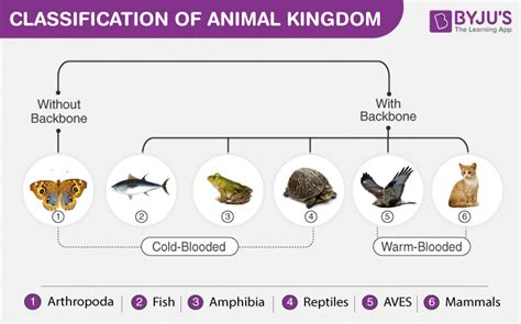 Examples Of Animalia Kingdom