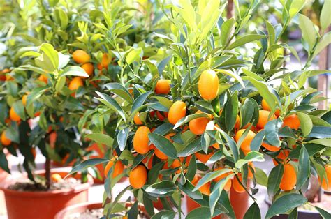 How To Plant And Care For A Kumquat Tree In Your Garden - AnnMarie John