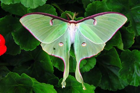 How to Identify the Beautiful, Endangered Luna Moth