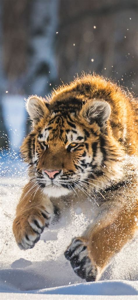 Siberian Tiger Cubs Wallpapers - 4k, HD Siberian Tiger Cubs Backgrounds ...