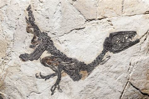 Ricostruzione Del Fossile Del Samniticus Di Scipionyx Fotografia Stock ...