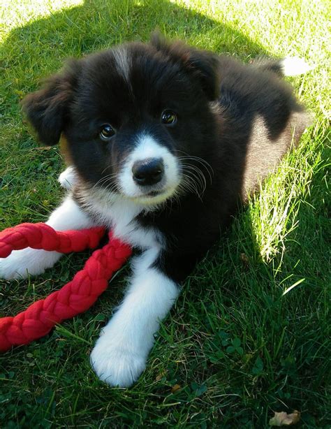 Cute Fluffy Border Collie Puppy | Just Viral Puppies | Border collie ...