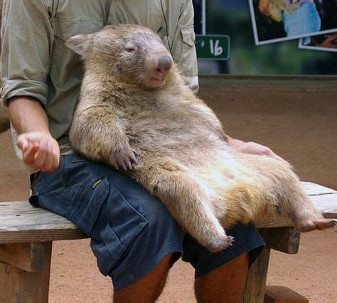 Wombat, chillin like a boss. | 美しい動物, おかしな動物, 動物・ペット