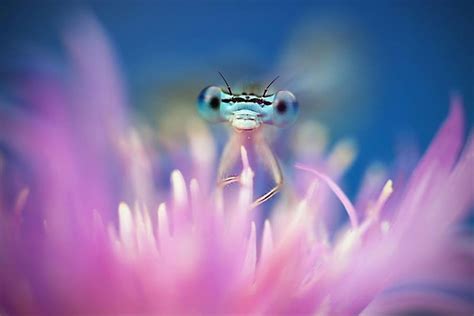 Adorable Dragonflies Hiding In My Backyard | Bored Panda