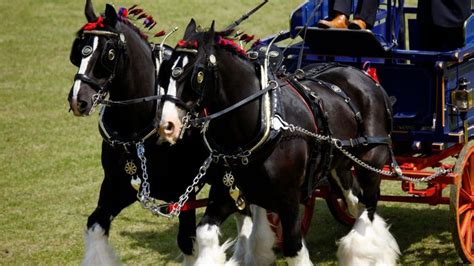 Why Do Horses Wear Blinders: Just The Facts