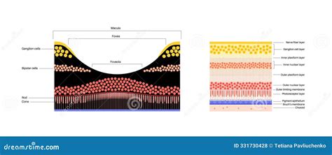 Macula fovea and foveola stock illustration. Illustration of horizontal ...