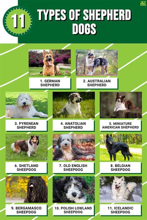 Types Of Sheepdog Breeds