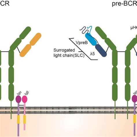 Schematic structure of a B-cell receptor with Igα/β heterodimer on ...