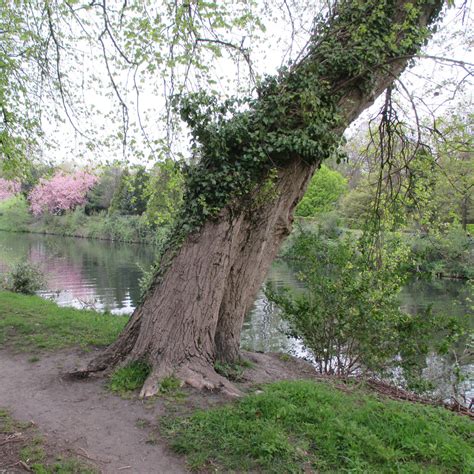 Populus nigra var. pubescens in Sophia Gardens