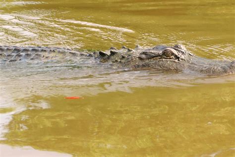 Jean Lafitte Small Airboat Swamp Tour - New Orleans, United States ...