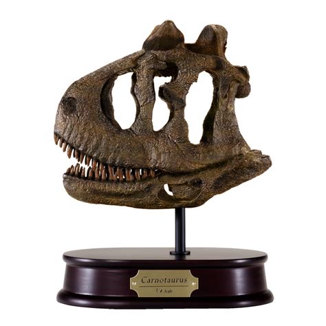 Carnotaurus Skull Model | DinoStoreus