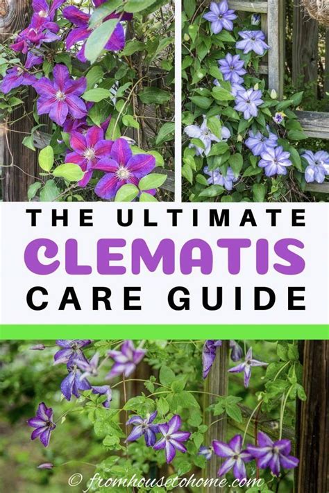 Clematis Vine Care: Planting, Growing and Pruning Tips - Gardening ...