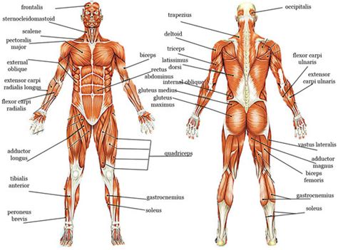 Muscular System Diagram | Quizlet