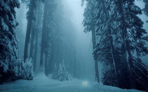 Winter Forest Wallpaper (62+ images)