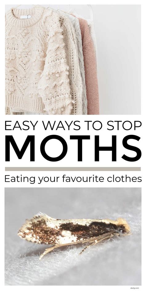 How to prevent moths – Artofit