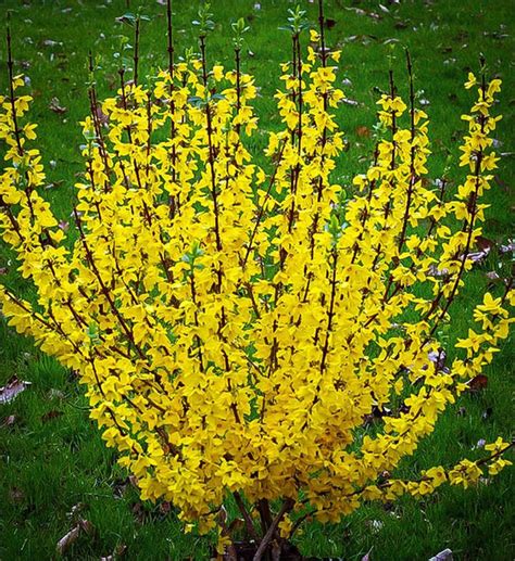 How to Grow Forsythia - Watters Garden Center