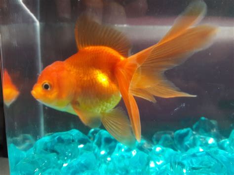 Juvenile Orange Oranda | Oranda goldfish, Fish pet, Goldfish