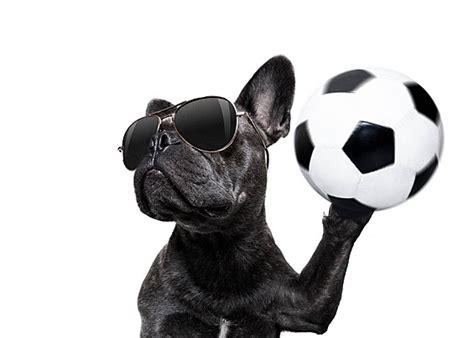 Soccer Player Dog Competition Humor Stadium Photo Background And ...