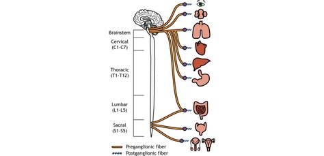 Peripheral Nervous System – Introduction to Neuroscience