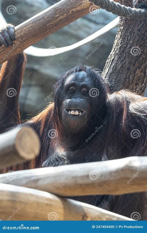 Funny Monkey with a Funny Smile in the Zoo. Stock Photo - Image of ...