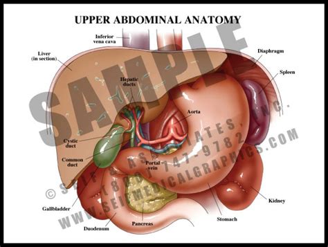 Upper Abdominal Anatomy - S&A Medical Graphics