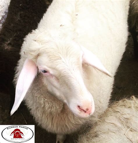 Assaf dairy sheep. USA www.karrasfarm.com ka*****@***** | Sheep, Goats ...