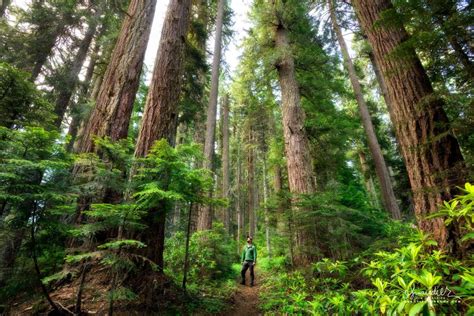 Hiking Oregon's Old-growth Forest - Oregon Photography