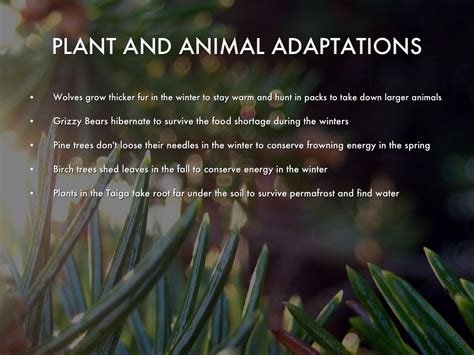 What are the adaptations of plants in the taiga? - Rankiing Wiki ...