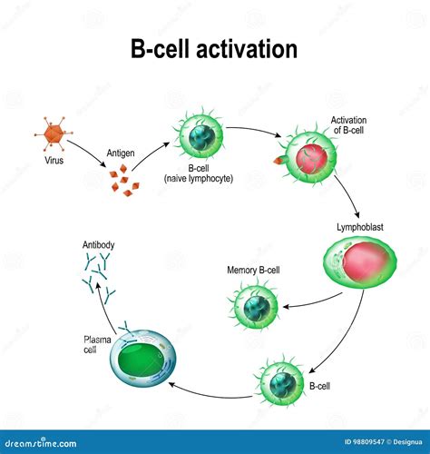 Activation Of B-cell Leukocytes Cartoon Vector | CartoonDealer.com ...