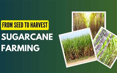 Sugarcane Farming - From Process To Challenges, A Complete Guide