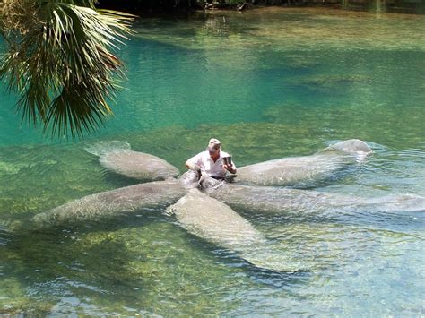 Homosassa Springs, FL, been there 1996 | Manatee, Swimming with ...