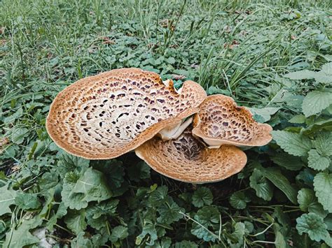 How to Store Pheasant Back Mushrooms - A-Z Animals