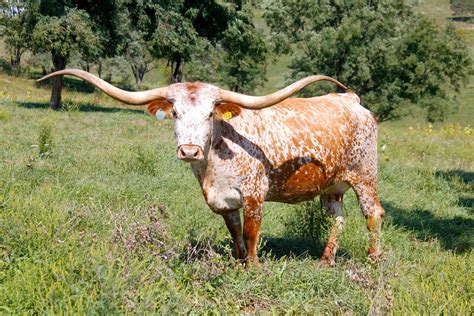 Longhorn Cattle Wallpaper - WallpaperSafari