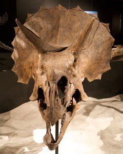 An Update On The Triceratops Fossil That Contained Soft Tissue – Proslogion