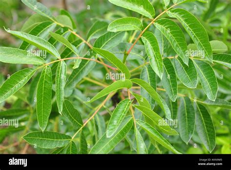 Terebinth tree hi-res stock photography and images - Alamy