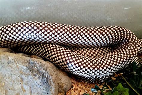 Top 15 King Snake Morphs (With Pictures) - ReptileHow.com