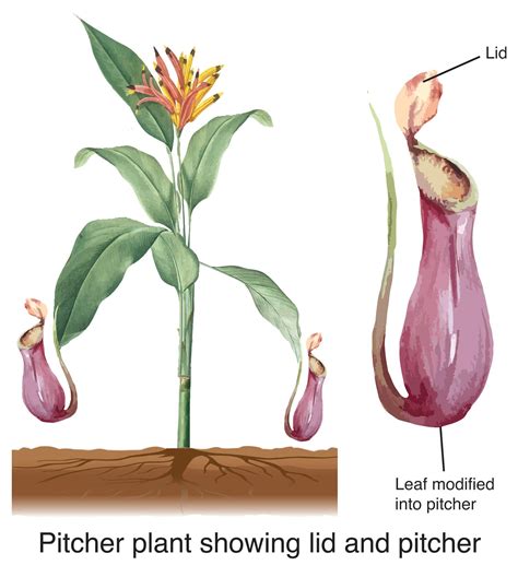 Examples Of Insectivores