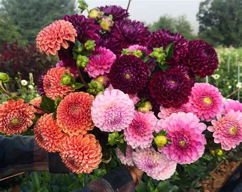 Tried & True Favorite Dahlia Varieties — Flourish Flower Farm